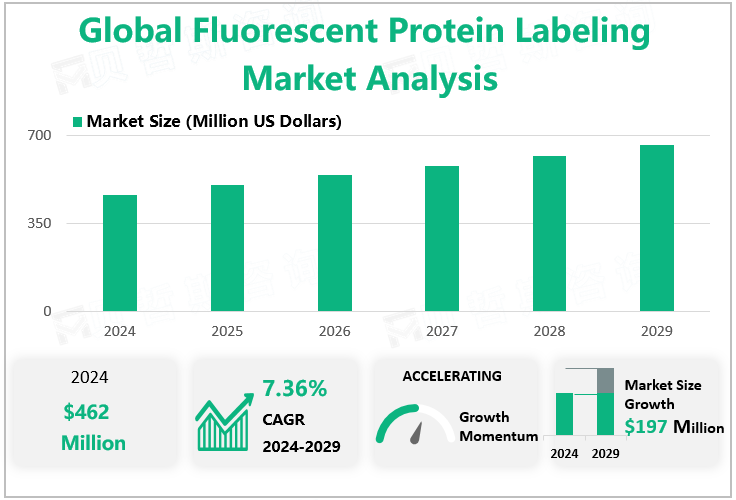 Global Fluorescent Protein Labeling Market Analysis 