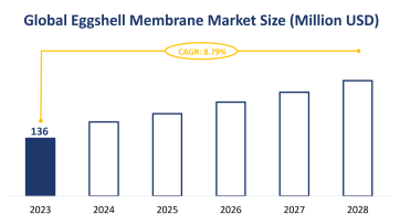 Global Eggshell Membrane Market Size is Expected to Grow at a CAGR of 8.79% from 2023-2028