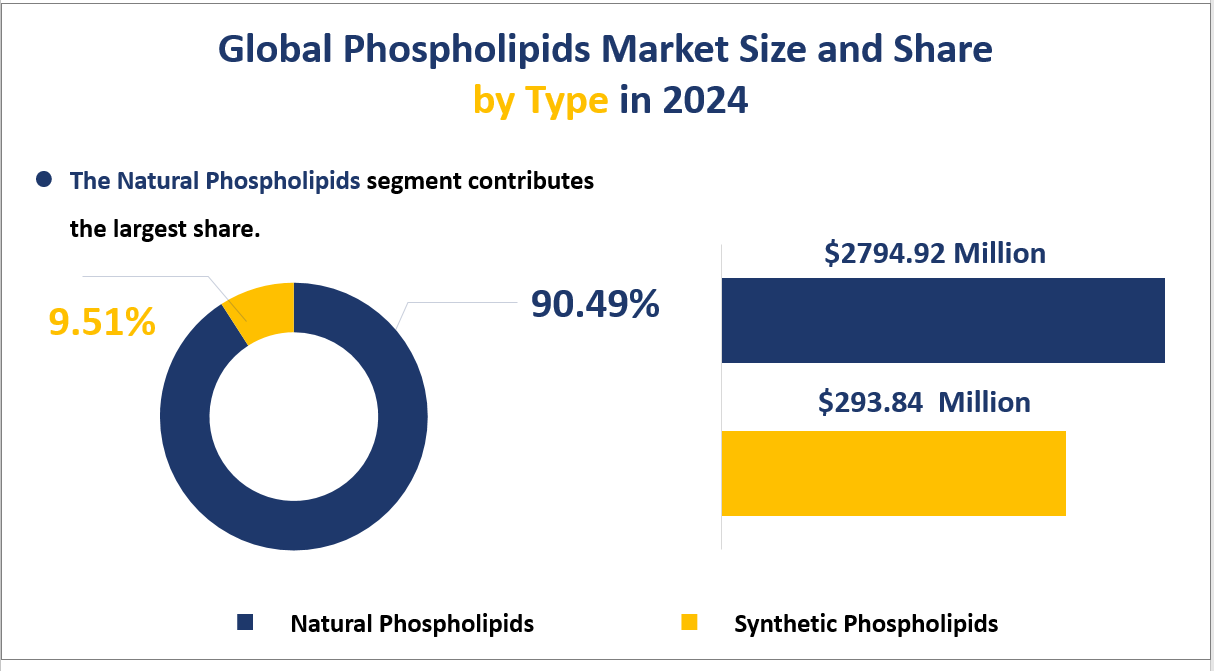 Global Phospholipids Market Size and Share by Type in 2024